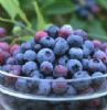 Sweetberry Anthocyanin